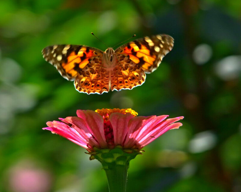 Butterfly on Pink Flower — Serene, Afternoon, Photograph, Greenery