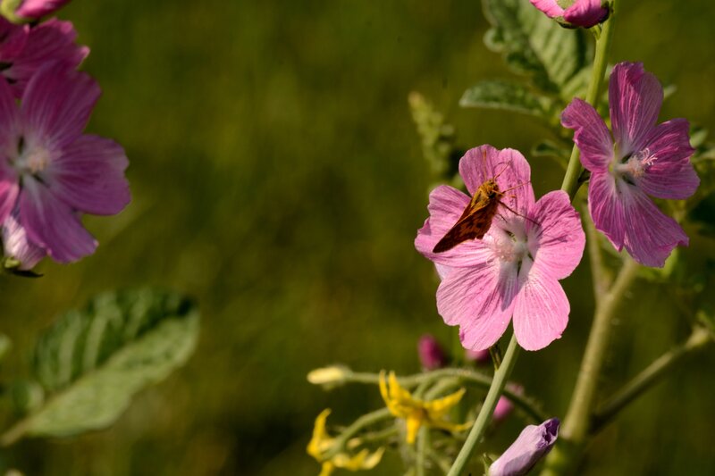 Butterfly on Pink Flower — Serene, Afternoon, Photograph, Insect, Leaf