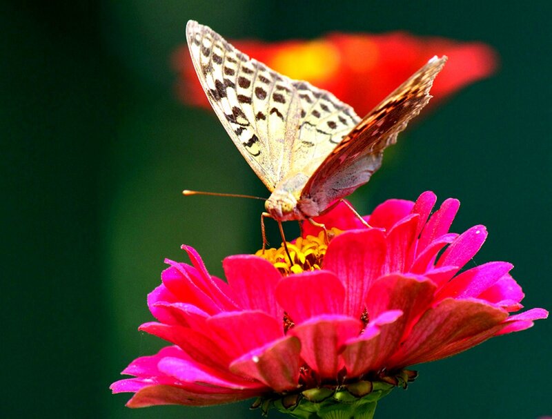 Butterfly on Pink Flower — Serene, Afternoon, Photograph, Insect