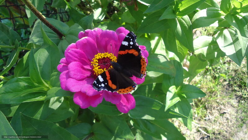 Butterfly on Pink Flower — Serene, Afternoon, Photograph, Leaves, Net