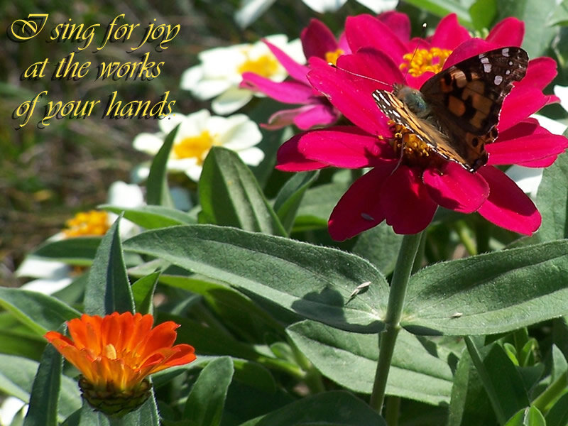 Butterfly on Pink Flower — Serene, Afternoon, Photograph, Leaves