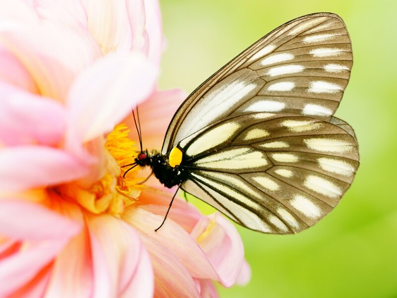 Butterfly on Pink Flower — Serene, Afternoon, Photograph, Petals