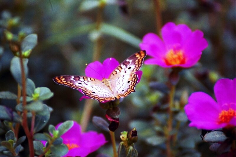 Butterfly on Pink Flower — Serene, Afternoon, Photograph, Plant, White