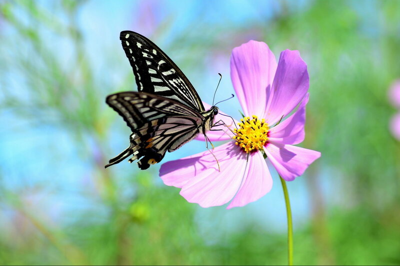 Butterfly on Pink Flower — Serene, Afternoon, Photograph, Sky, Greenery
