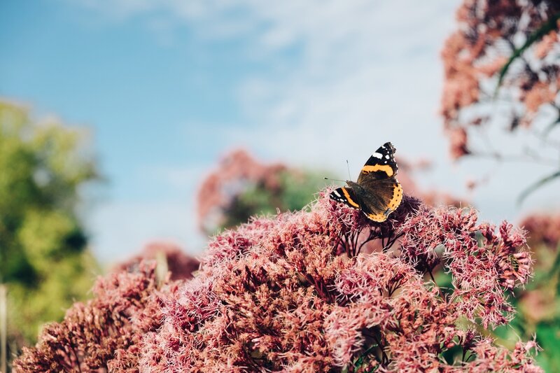 Butterfly on Pink Flower — Serene, Afternoon, Photograph, Sky, Insect