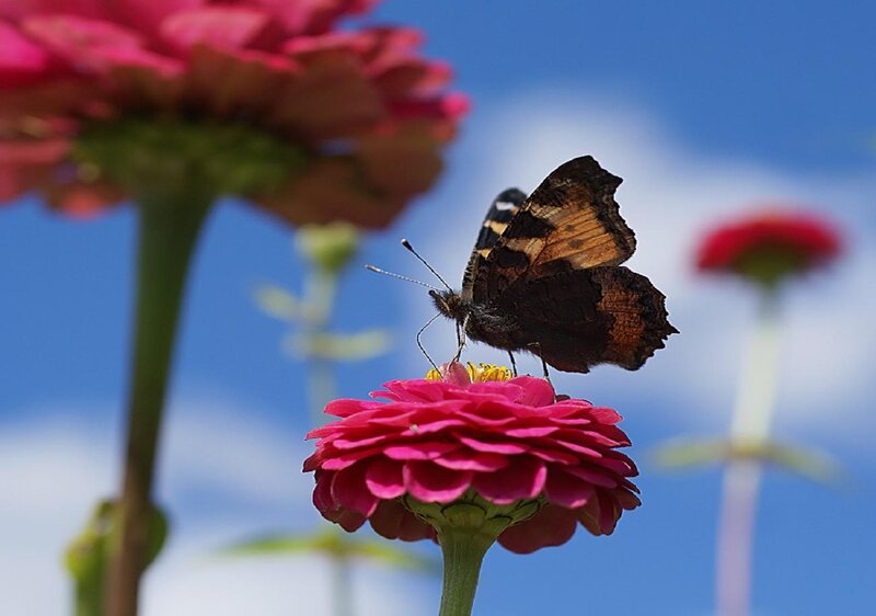 Butterfly on Pink Flower — Serene, Afternoon, Photograph, Sky