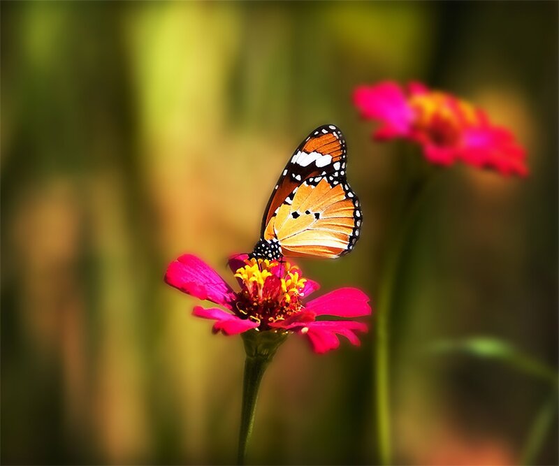Butterfly on Pink Flower — Serene, Afternoon, Photograph, Stem