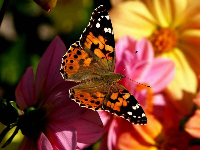 Butterfly on Pink Flower — Serene, Afternoon, Photograph, Sunlight, Orange