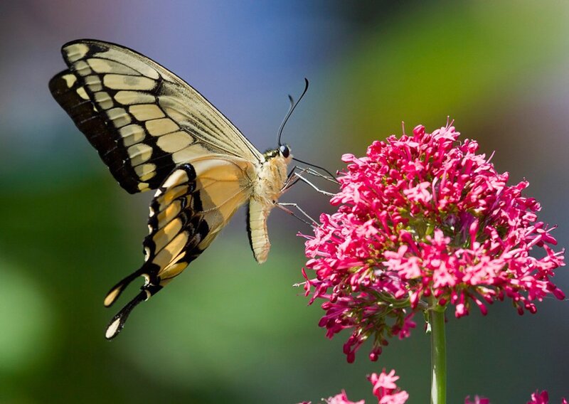 Butterfly on Pink Flower — Serene, Afternoon, Photograph, Wing