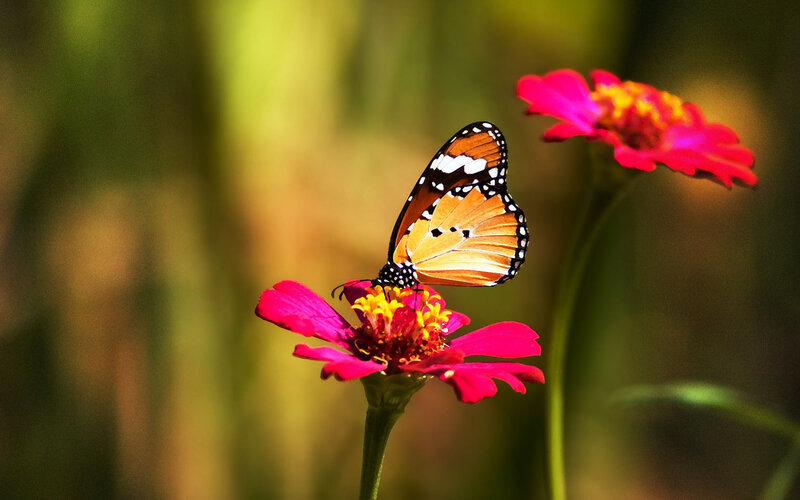 Butterfly on Pink Flower — Serene, Afternoon