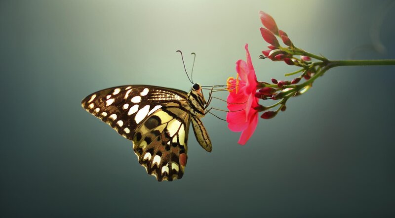 Butterfly on Pink Flower — Serene, Morning