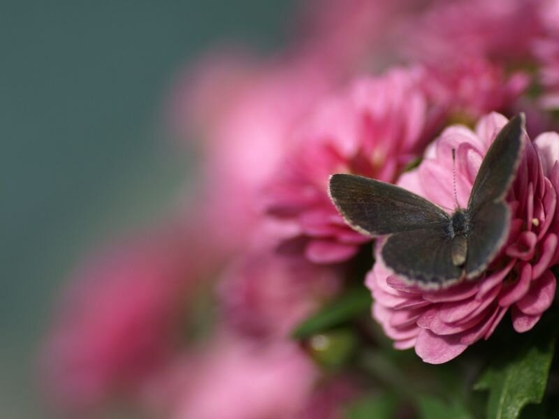 Butterfly on Pink Flower — Serene, Photograph, Green Leaves