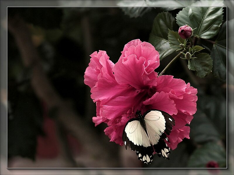 Butterfly on Pink Flower — Serene, Photograph, Leaf