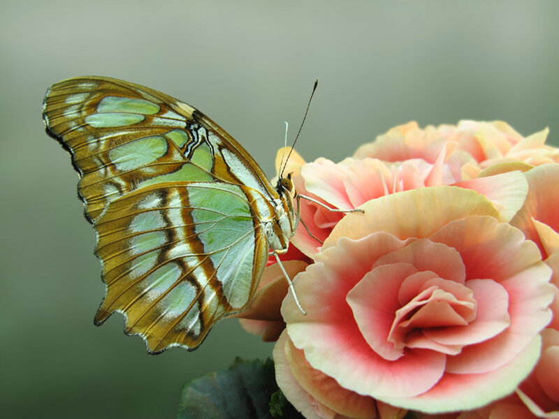 Butterfly on Pink Flower — Serene, Photograph