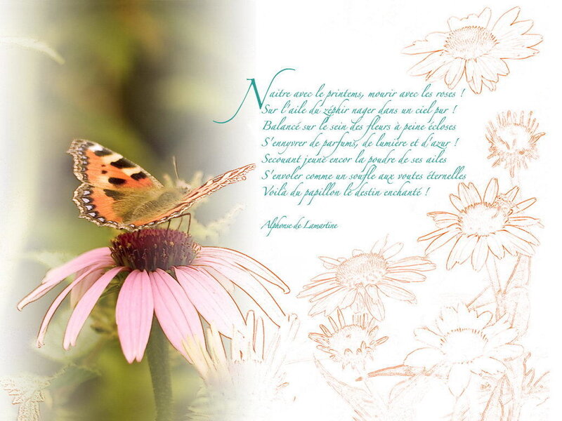 Butterfly on Pink Flower — Serene, Spring, Illustration