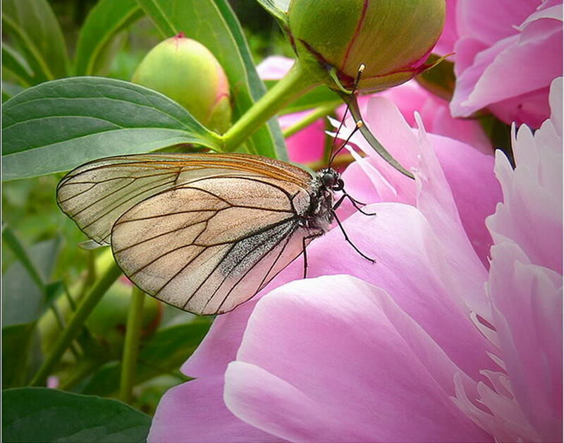 Butterfly on Pink Flower — Serene, Spring, Photograph, Bud