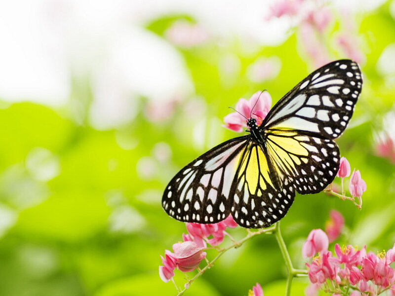 Butterfly on Pink Flower — Serene, Spring, Photograph, Green Leaves