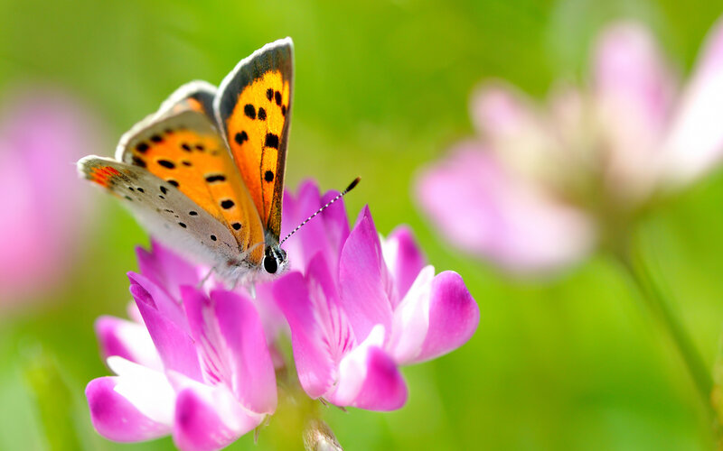 Butterfly on Pink Flower — Serene, Spring, Photograph, Greenery