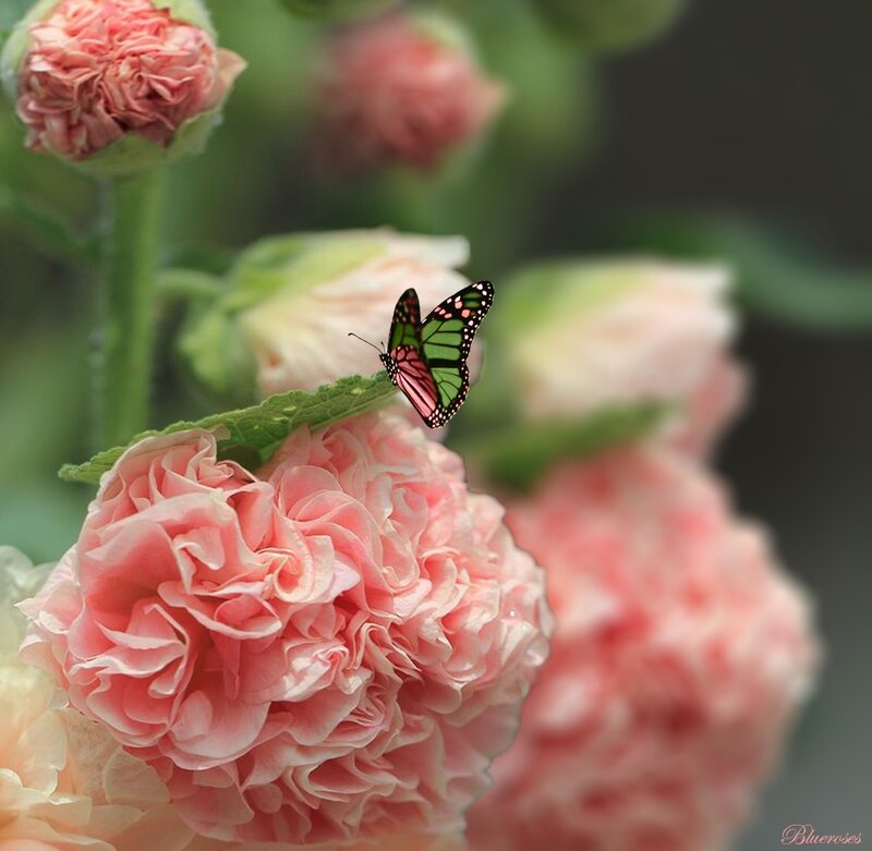 Butterfly on Pink Flower — Serene, Spring, Photograph, Leaf