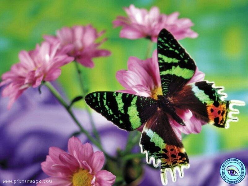 Butterfly on Pink Flower — Serene, Spring, Photograph, Stem