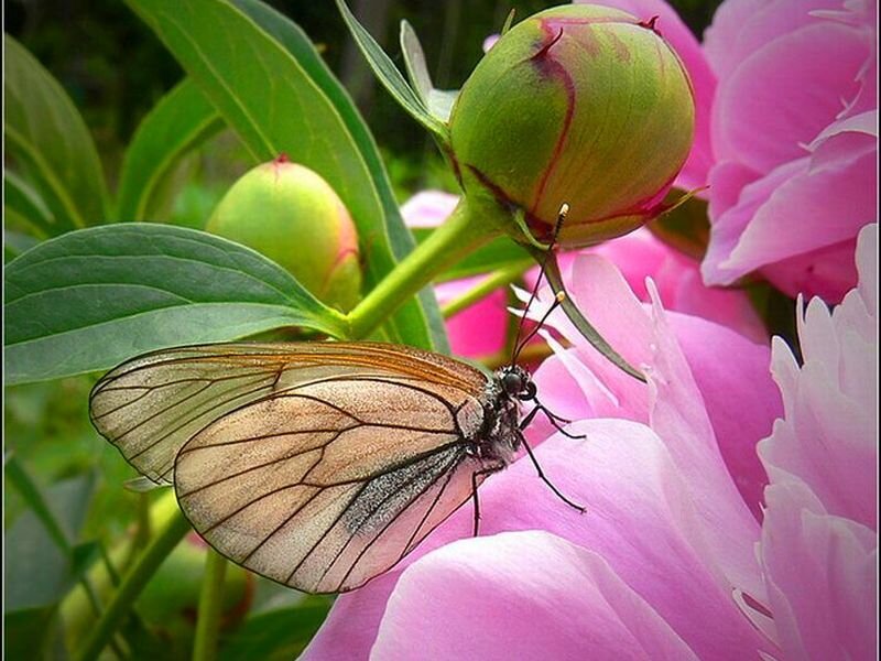 Butterfly on Pink Flower — Serene, Spring, Photograph