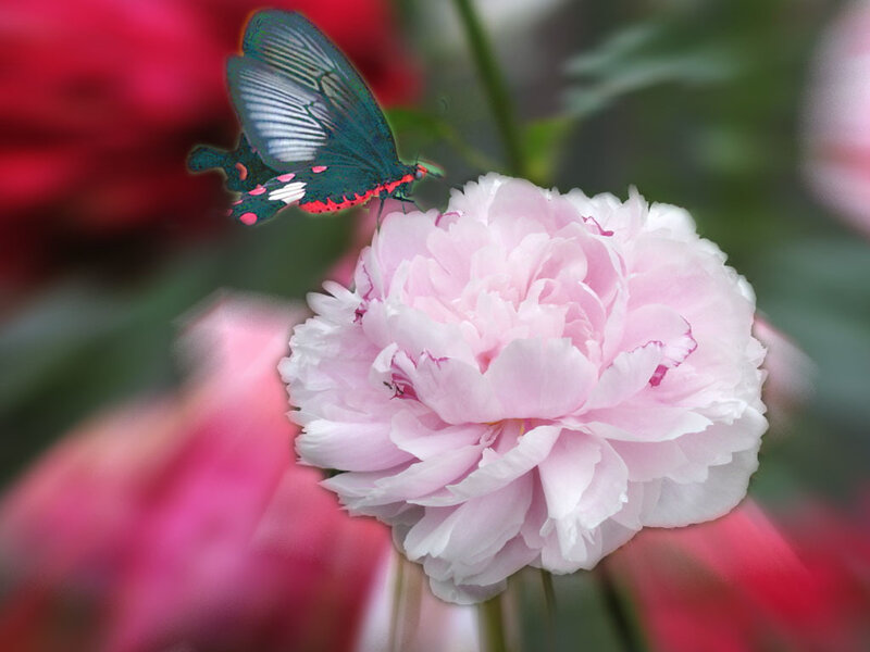 Butterfly on Pink Flower — Serene, Spring