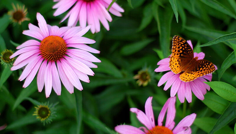 Butterfly on Pink Flower — Serene, Summer