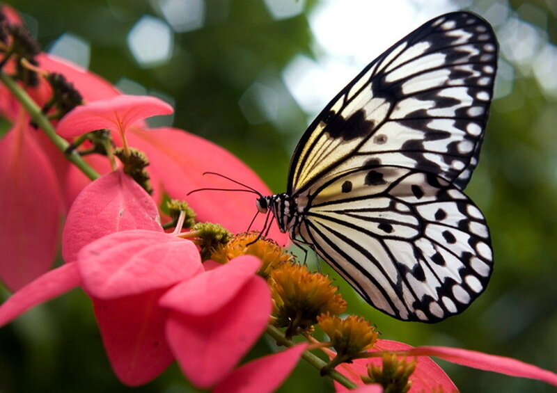 Butterfly on Pink Flower — Serene