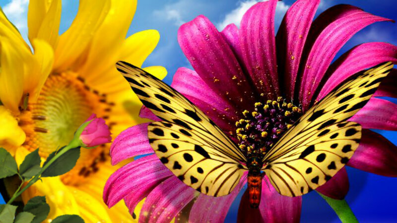 Butterfly on Pink Flower — Vibrant, Afternoon