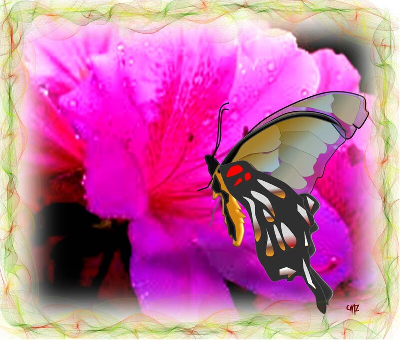 Butterfly on Pink Flower — Vibrant
