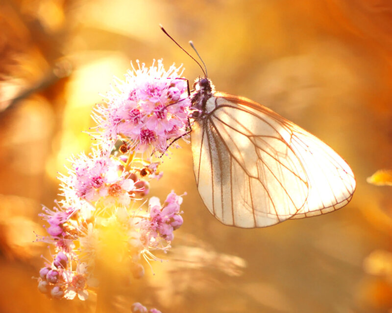 Butterfly on Pink Flower — White, Serene