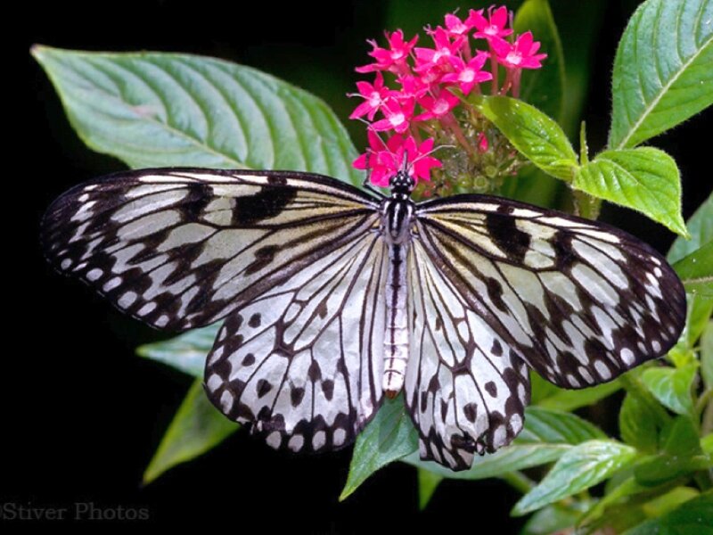Butterfly on Pink Flower — White