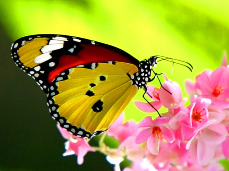 Butterfly on Pink Flower — Yellow, Calm