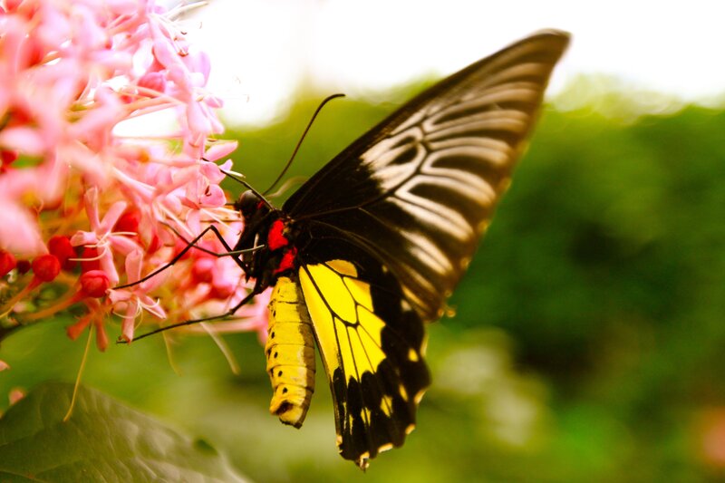 Butterfly on Pink Flower — Yellow, Natural