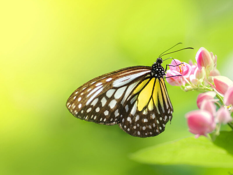 Butterfly on Pink Flower — Yellow, Serene