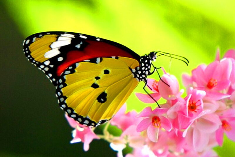 Butterfly on Pink Flower — Yellow