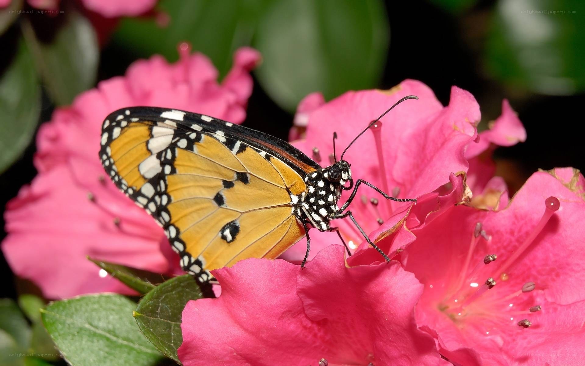 Butterfly on pink flower