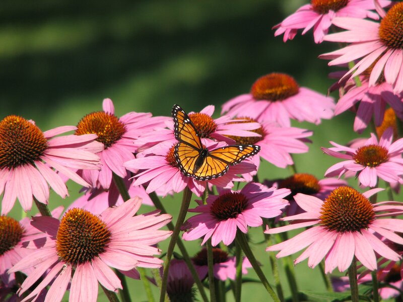 Butterfly on pink flowers