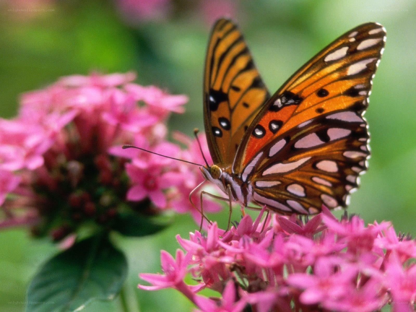 butterfly on pink flowers