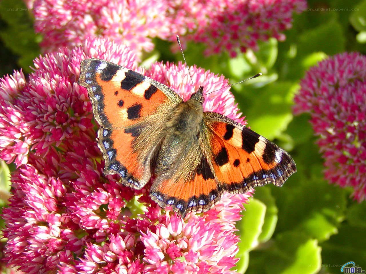 butterfly on pink flowers