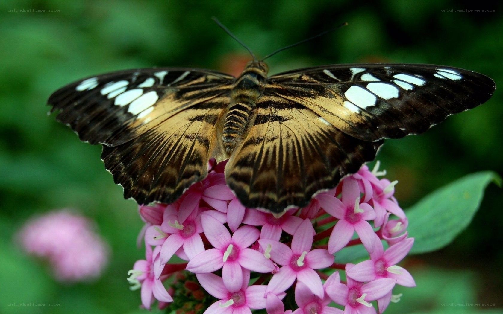 butterfly on pink flowers