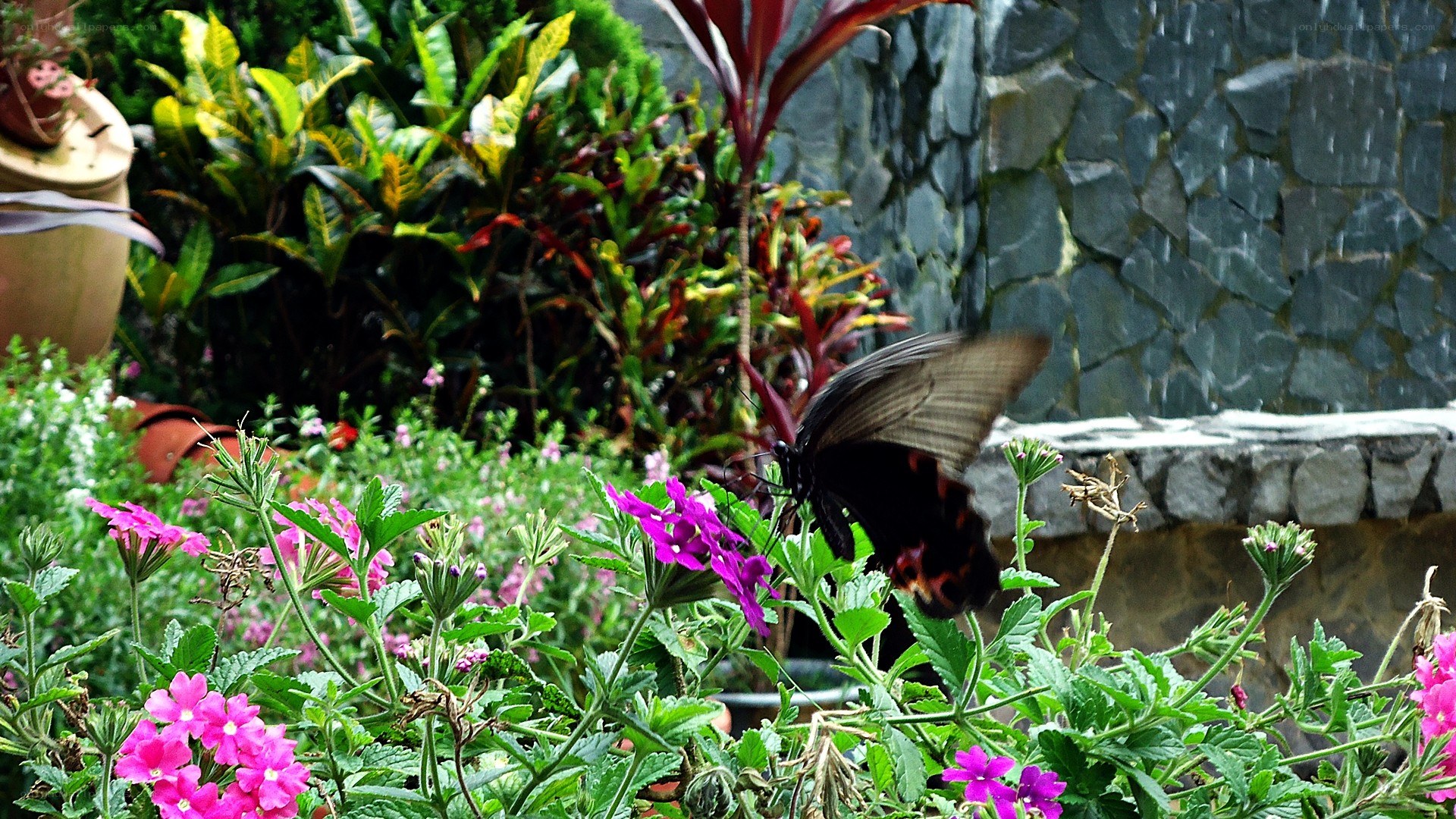 Butterfly on pink flowers