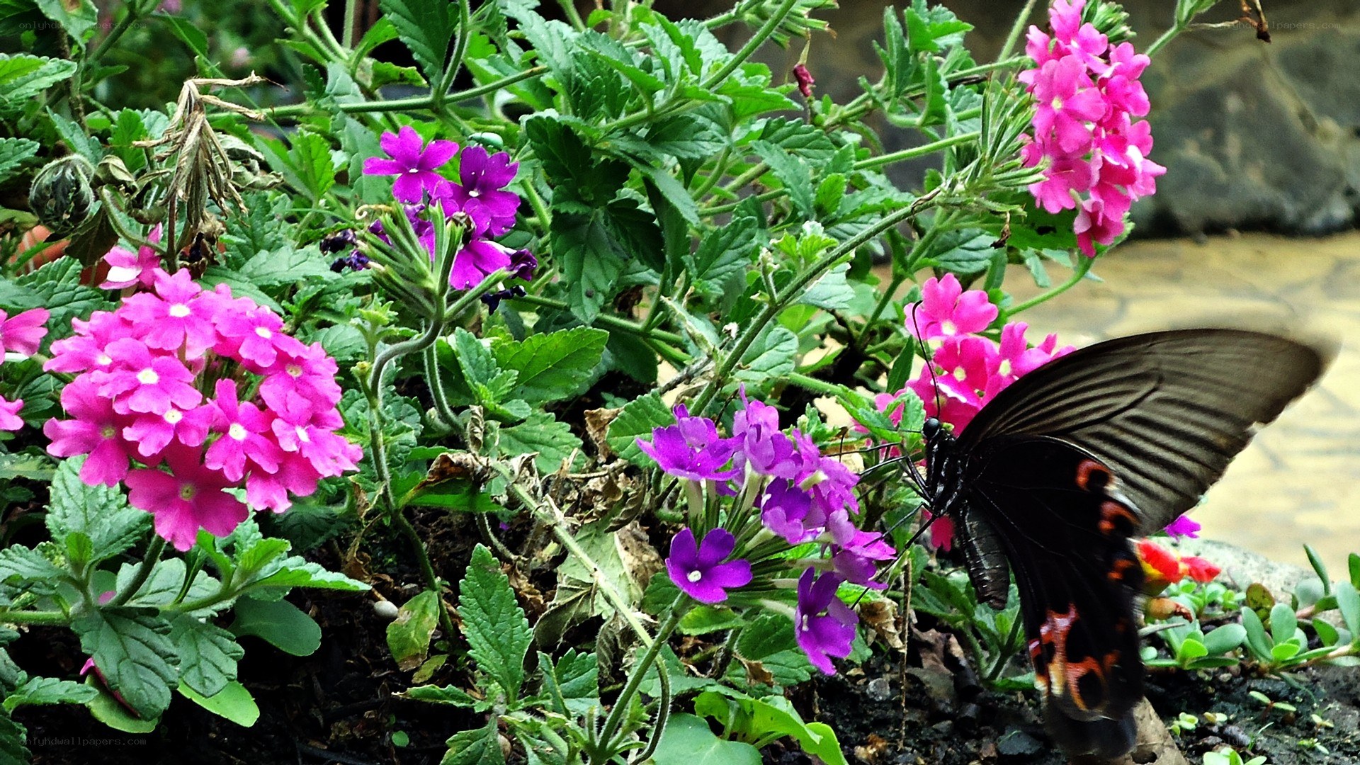 butterfly on pink flowers