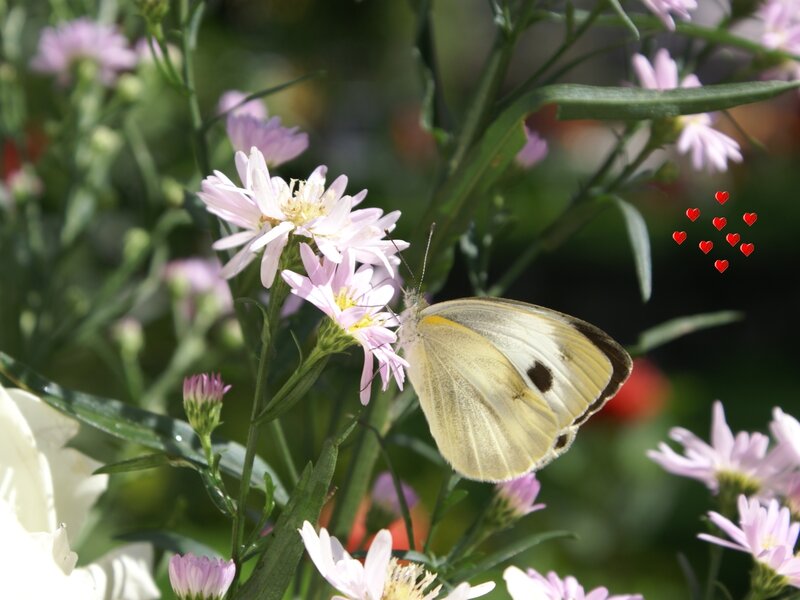 Butterfly on pink flowers