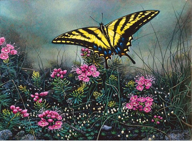 Butterfly on pink flowers