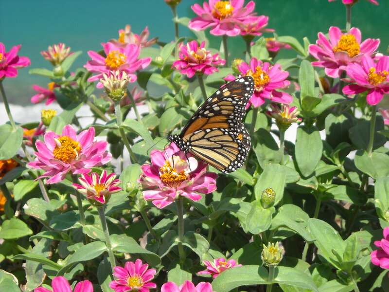 butterfly on pink flowers