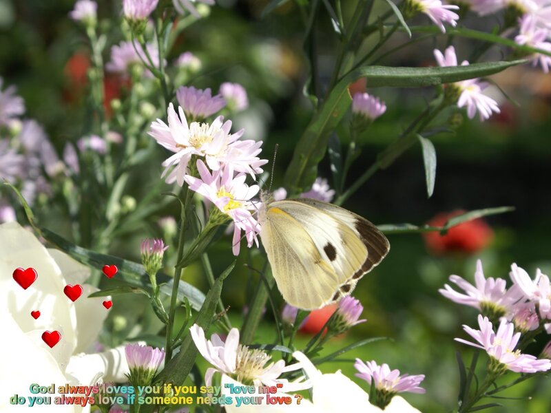 Butterfly on pink flowers