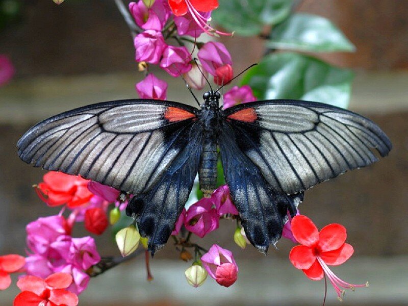 butterfly on pink flowers