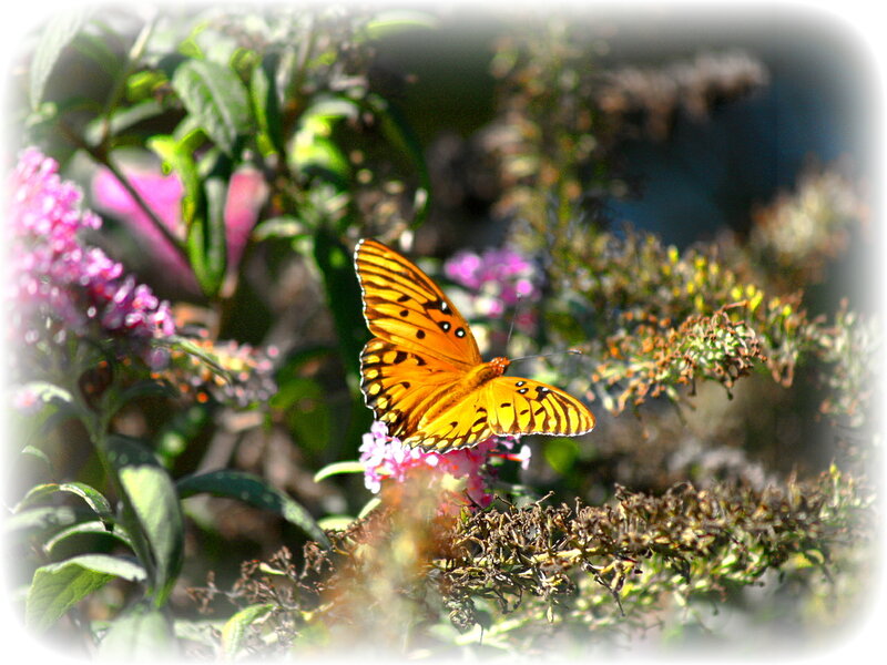 Butterfly on pink flowers