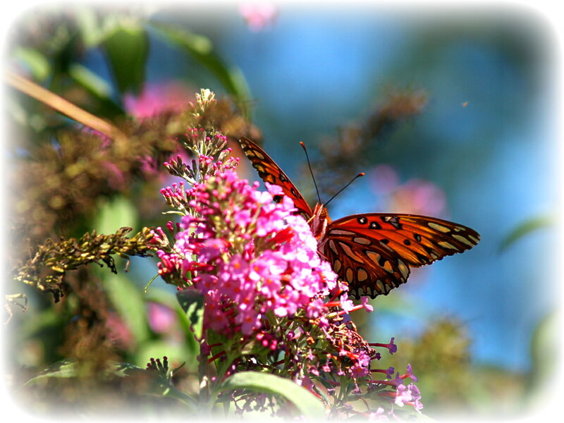 butterfly on pink flowers